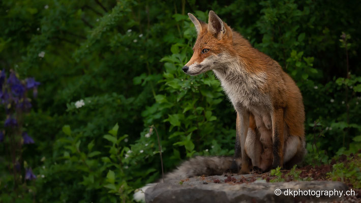 Rotfuchs (Vulpes vulpes), Baselland (CH).