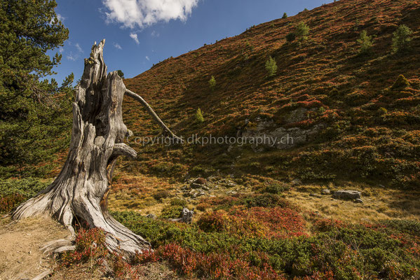 Altweibersommer, aufgenommen im Wallis (CH). Bild-Nummer: 282