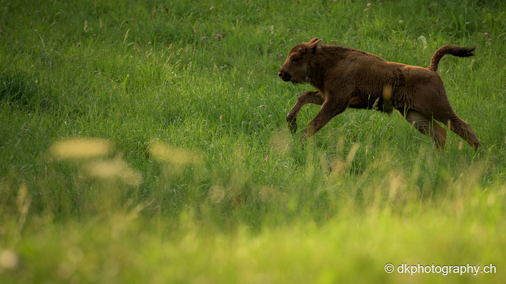 Wisent Kalb, August 2023 (ca. 4 Wochen alt)