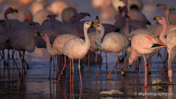 James-Flamingos (Phoenicoparrus jamesi) in der Laguna colorada 5, Bolivien