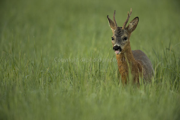 Zunge raus (Rehbock, Capreolus capreolus), aufgenommen im Kanton Baselland (CH). Bild-Nummer: 234