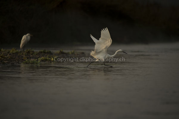 Auf Fischfang (Silberreiher, Ardea alba), aufgenommen in Nepal. Bild-Nummer: 239