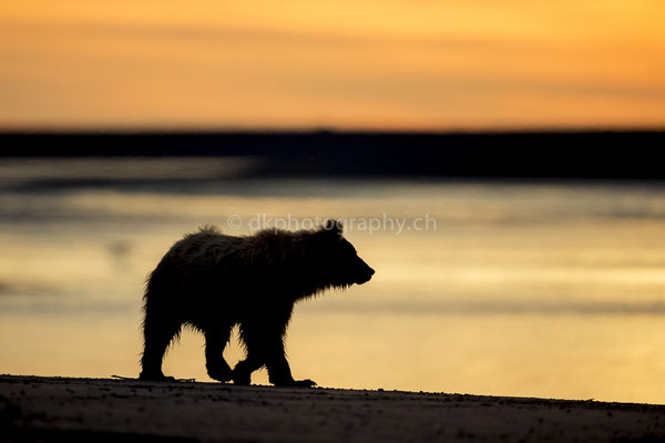 Spaziergang zum Sonnenaufgang, Jungbär (Braunbär, Ursus arctos, Alaska) Bild-Nummer: 19