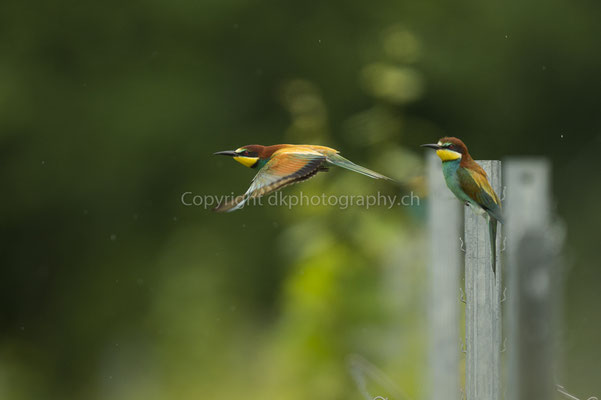 Abflug (Bienenfresser, Merops apiaster), aufgenommen im Kaiserstuhl (D). Bild-Nummer: 217