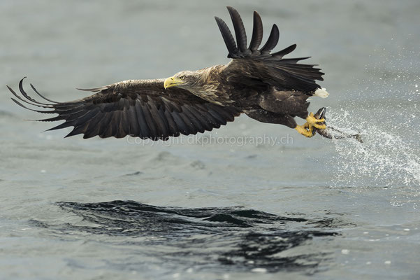 Seeadler 10 (Haliaeetus albicilla), aufgenommen in Norwegen Bild-Nummer: 181