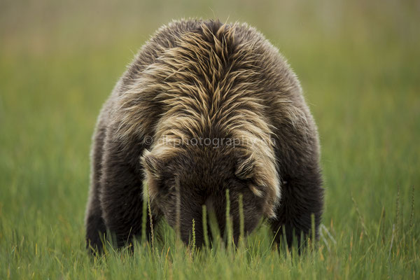 Crumpear (Braunbär, Ursus arctos, Alaska) Bild-Nummer: 2