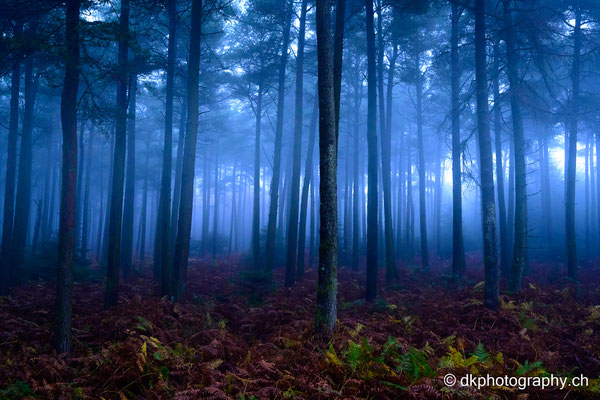Irland, mystischer Wald