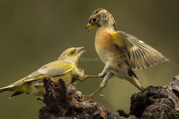 Bergfinkenmännchen (rechts, Fringilla montifringilla) im Kampf mit einem Grünfinkenmännchen (links, Chloris chloris); aufgenommen in Norwegen Bild-Nummer: 210