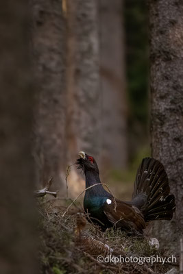 Capercaillie wildlife photo photography nature