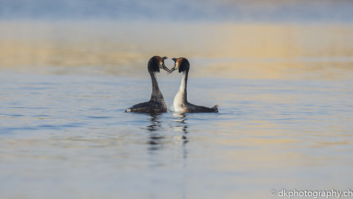 Zweisamkeitt, Haubentaucher (Podiceps cristatus), aufgenommen in Champ-Pittet (CH). Bild-Nummer: 317