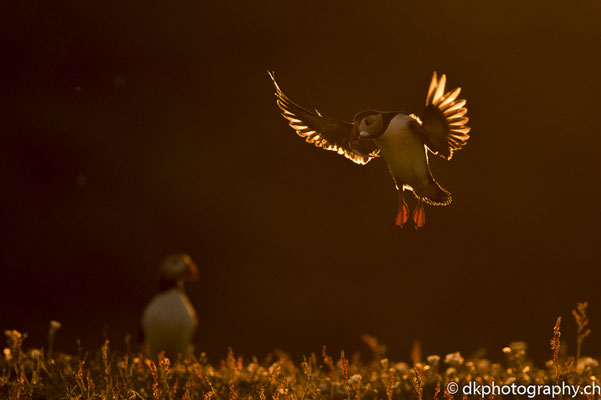Papageitaucher (Fratercula arctica) im Gegenlicht, aufgenommen in Wales. Bild-Nummer: 333