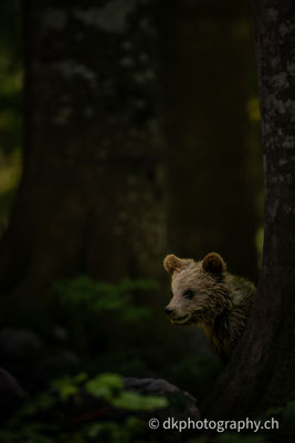 Jungbär, ca 6 Monate, Slowenien.