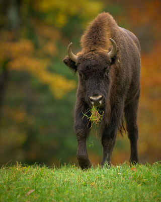 Wisent Jungtier, 1.5-jährig, November 2023
