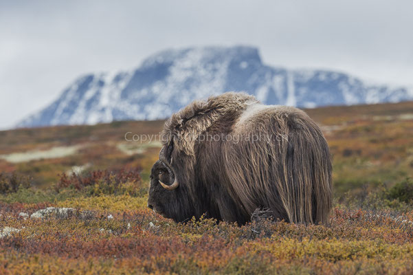 Moschusochse vor Snøhetta (Ovibus moschatus), aufgenommen in Norwegen Bild-Nummer: 208