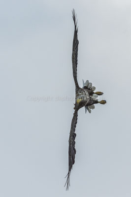Seeadler 6 (Haliaeetus albicilla), aufgenommen in Norwegen Bild-Nummer: 177