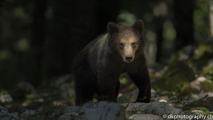 Im Schatten (Braunbär 1.5-jährig, Ursus arctos, Slowenien)