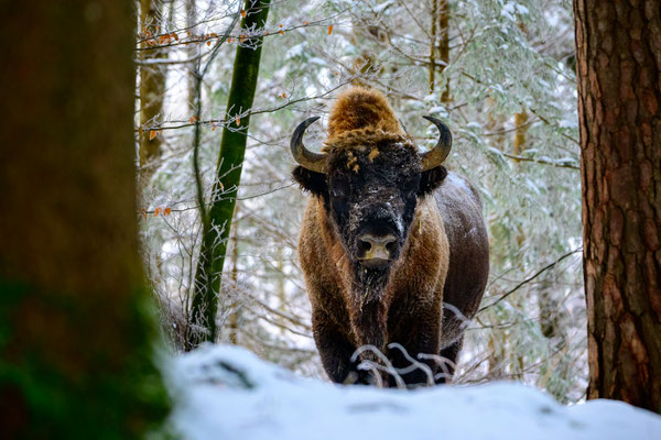 Winter im Wisentland, Bulle, Januar 2024