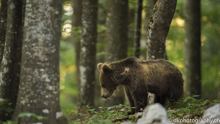Futtersuche (Braunbär 1.5-jährig, Ursus arctos, Slowenien)