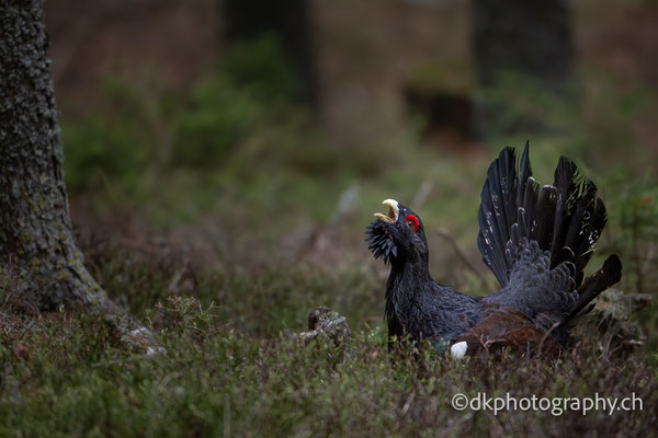 Capercaillie wildlife photo photography nature