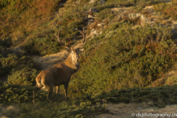 Rothirsch (Cervus elaphus) in den ersten Sonnenstrahlen, Riederalp (CH). Bild-Nummer: 346