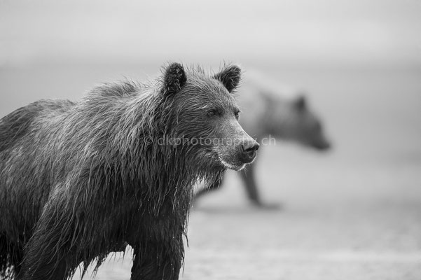 Fischfang in der Abenddämmerung (Braunbär, Ursus arctos, Alaska) Bild-Nummer: 5