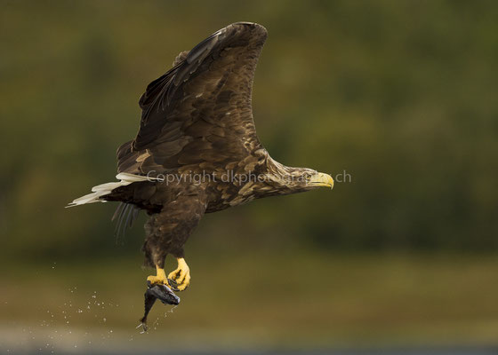 Seeadler 5 (Haliaeetus albicilla), aufgenommen in Norwegen Bild-Nummer: 176