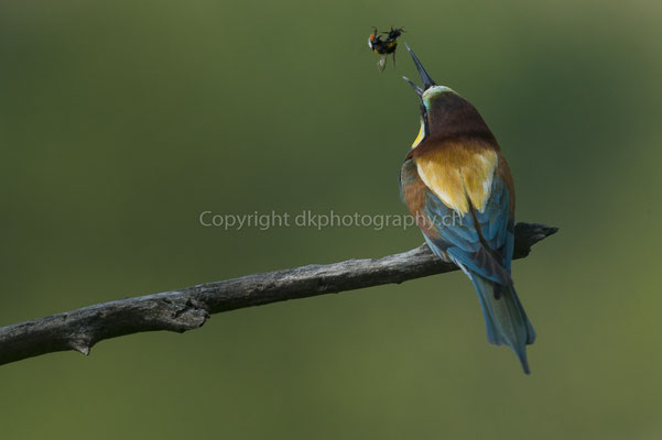 Bienenfresser wirft Beute in die Luft, um sie zu drehen. So kann er sie besser runterschlucken (Merops apiaster), aufgenommen im Kaiserstuhl (D). Bild-Nummer: 221