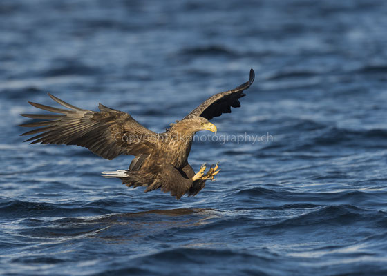 Seeadler 19 (Haliaeetus albicilla), aufgenommen in Norwegen Bild-Nummer: 190