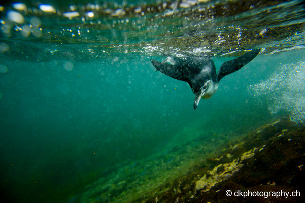 Galapagos-Pinguin, Ecuador.