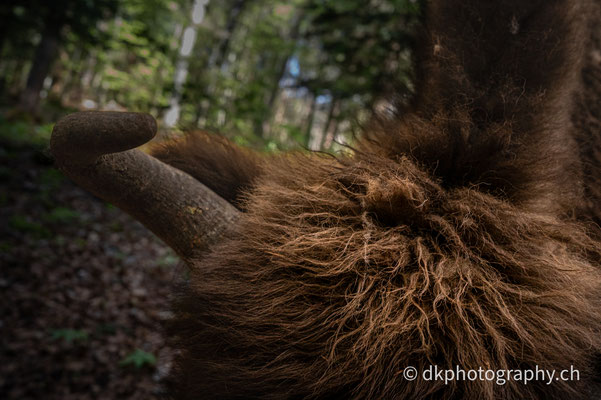Wisentbulle bearbeitet die Fotofalle