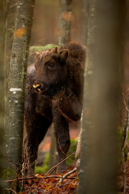 Wisent Kalb, 0.5-jährig, November 2023