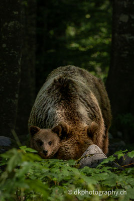 Jungbär, ca 6 Monate, mit Mutter, Slowenien.