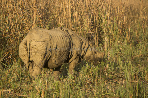 Nashorn (Rhinoceros unicornis) in der Abendsonne, aufgenommen in Nepal. Bild-Nummer: 242