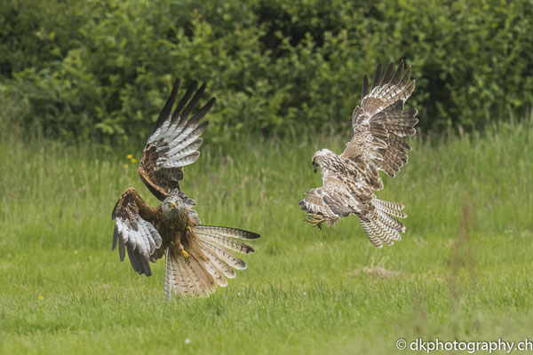 rotmilan und Mäusebussard im Zweikampf, aufgenommen in Wales. Bild-Nummer: 339