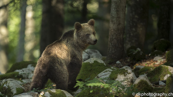 Schulterblick (Braunbär 1.5-jährig, Ursus arctos, Slowenien)