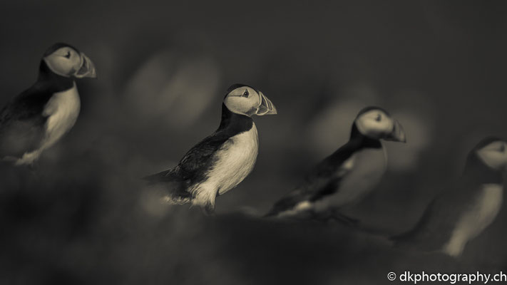Papageitaucher (Fratercula arctica), aufgenommen in Wales. Bild-Nummer: 328