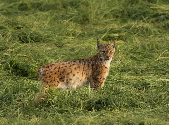 Luchs 3 (Lynx), aufgenommen im Kanton Baselland (CH). Bild-Nummer: 233