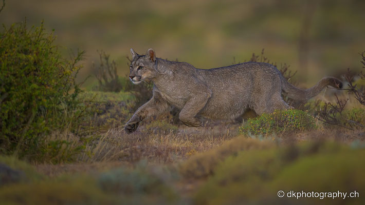 Junger Puma (Puma (Puma concolor), Patagonien)