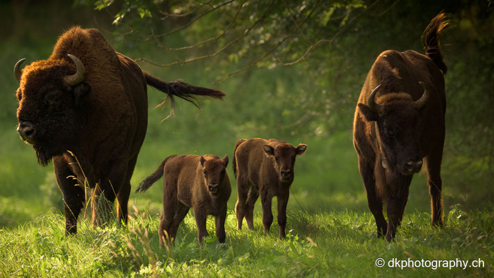 Wisent Herde, August 2023