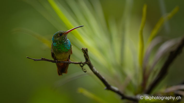 Braunschwanzamazilie, Amazilia tzacatl (Kolibri) 2