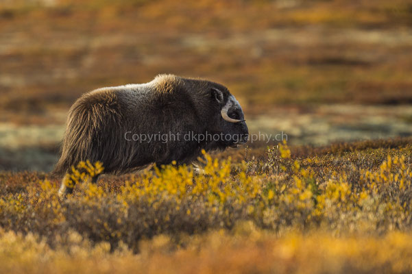 Moschusochse 7 (Ovibus moschatus), aufgenommen in Norwegen Bild-Nummer: 204