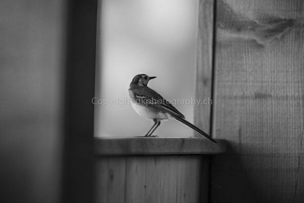 Besuch der Bachstelze (Motacilla alba) in der Beobachtungshütte, aufgenommen in Damphreux (CH). Bild-Nummer: 251