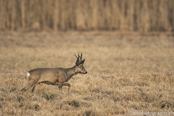 Rehbock (Capreolus capreolu), aufgenommen in Deutschland. Bild-Nummer: 313