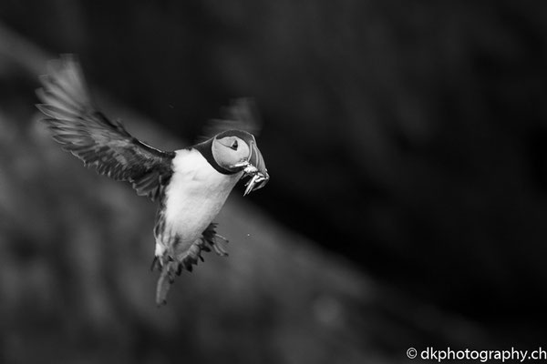 Papageitaucher (Fratercula arctica) im Anflug, aufgenommen in Wales. Bild-Nummer: 334