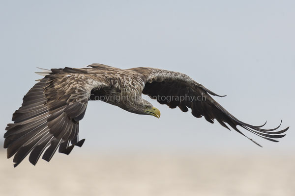 Seeadler 1 (Haliaeetus albicilla), aufgenommen in Norwegen Bild-Nummer: 172