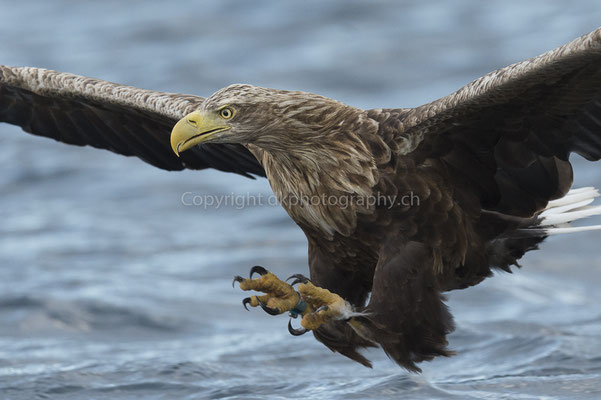 Seeadler 20 (Haliaeetus albicilla), aufgenommen in Norwegen Bild-Nummer: 191