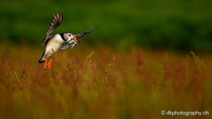 Anflug mit Fisch