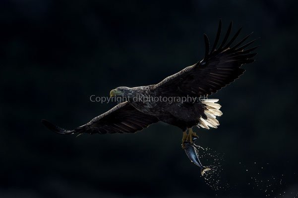 Seeadler 14 (Haliaeetus albicilla), aufgenommen in Norwegen Bild-Nummer: 185