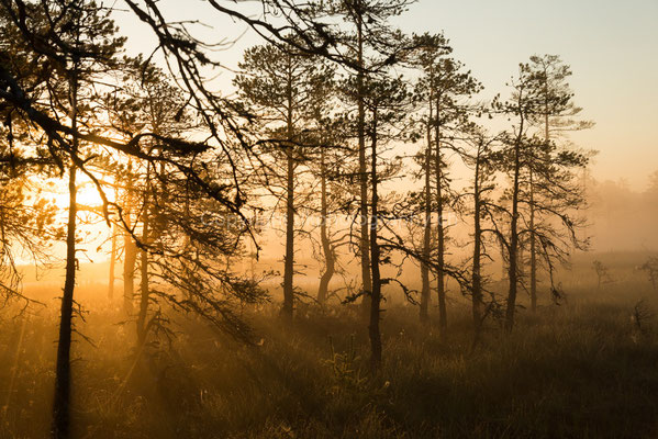Ein neuer Tag erwacht, aufgenommen im Lahemaa-Nationalpark in Estland. Bild-Nummer: 283