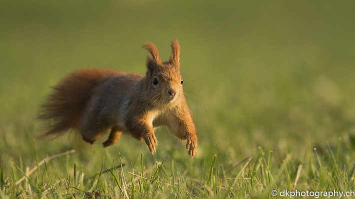Auf dem Sprung (Eurasisches Eichhörnchen, Sciurus vulgaris), aufgenommen in Deutschland. Bild-Nummer: 310